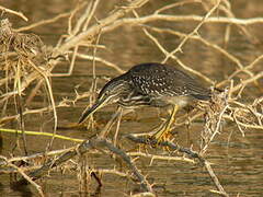 Striated Heron