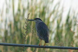 Striated Heron