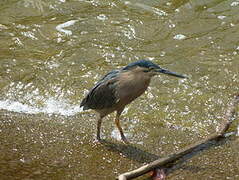 Striated Heron