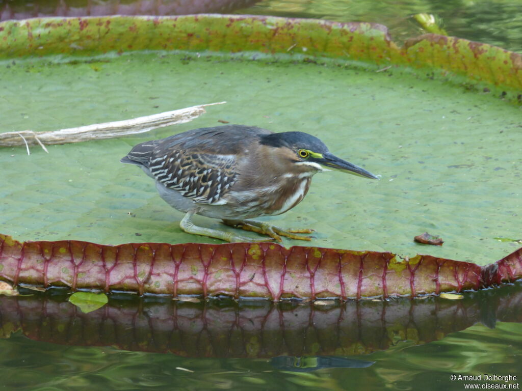 Striated Heron