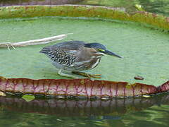 Striated Heron