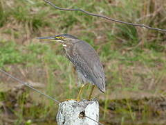 Striated Heron