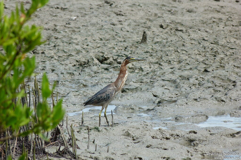 Green Heron