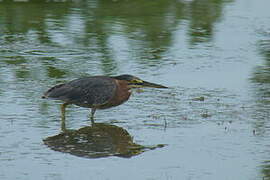 Green Heron