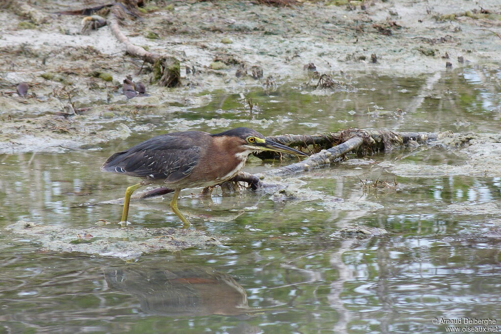 Green Heron