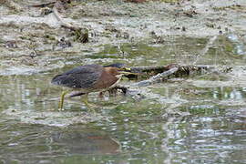 Green Heron