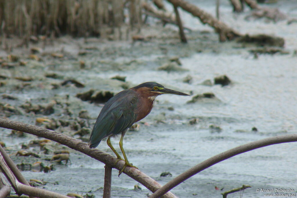 Green Heron