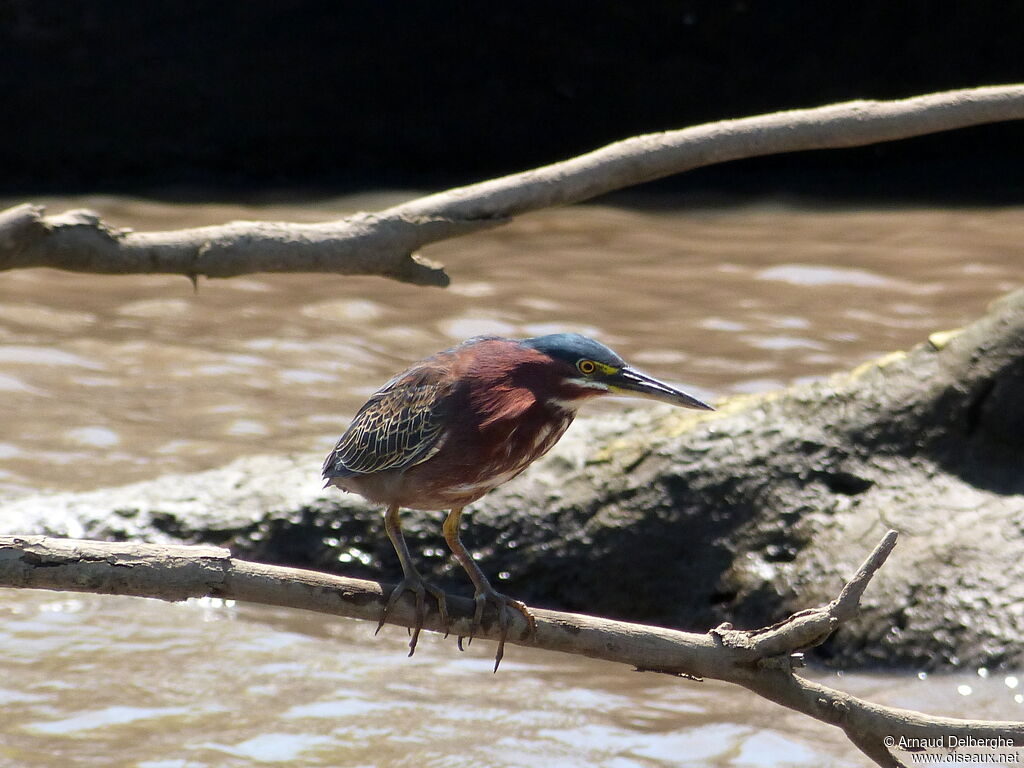 Green Heron