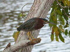 Green Heron