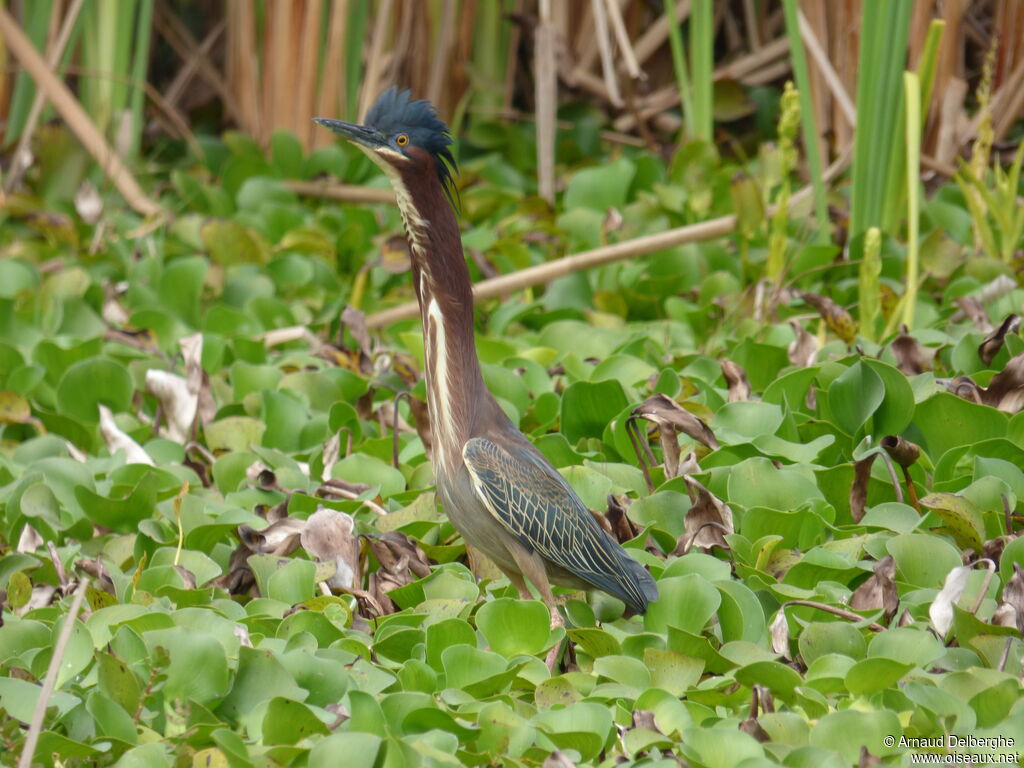 Green Heron