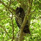 Hibou maître-bois