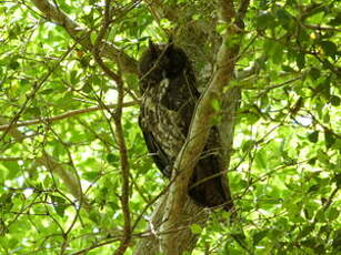 Hibou maître-bois