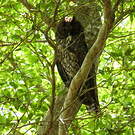 Hibou maître-bois