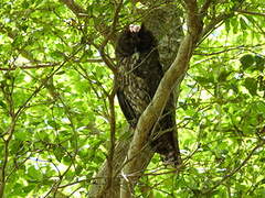 Hibou maître-bois