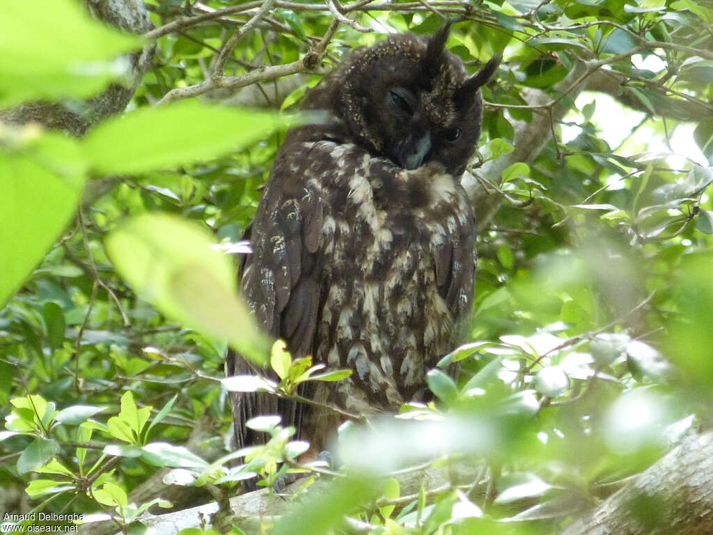 Stygian Owl, close-up portrait