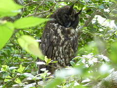 Hibou maître-bois