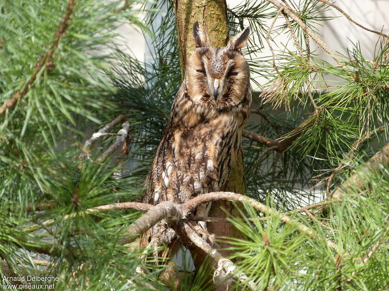 Long-eared Owladult, camouflage, pigmentation