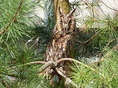 Long-eared Owl