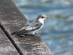 Hirondelle à ailes blanches