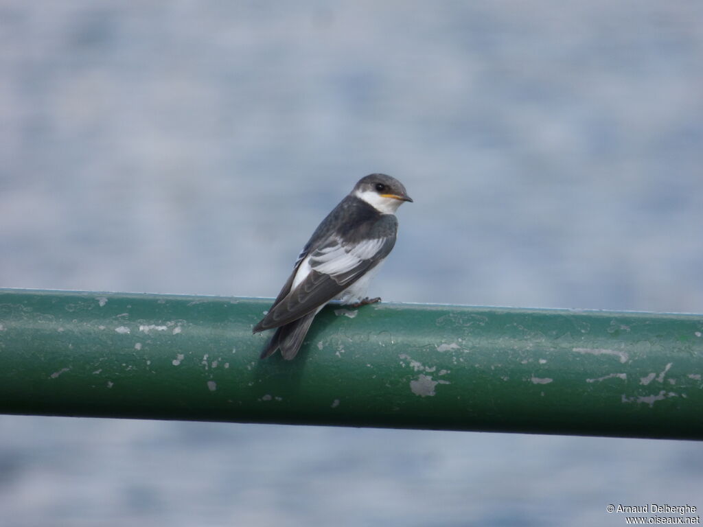 Hirondelle à ailes blanches