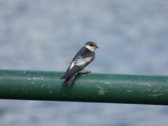 White-winged Swallow