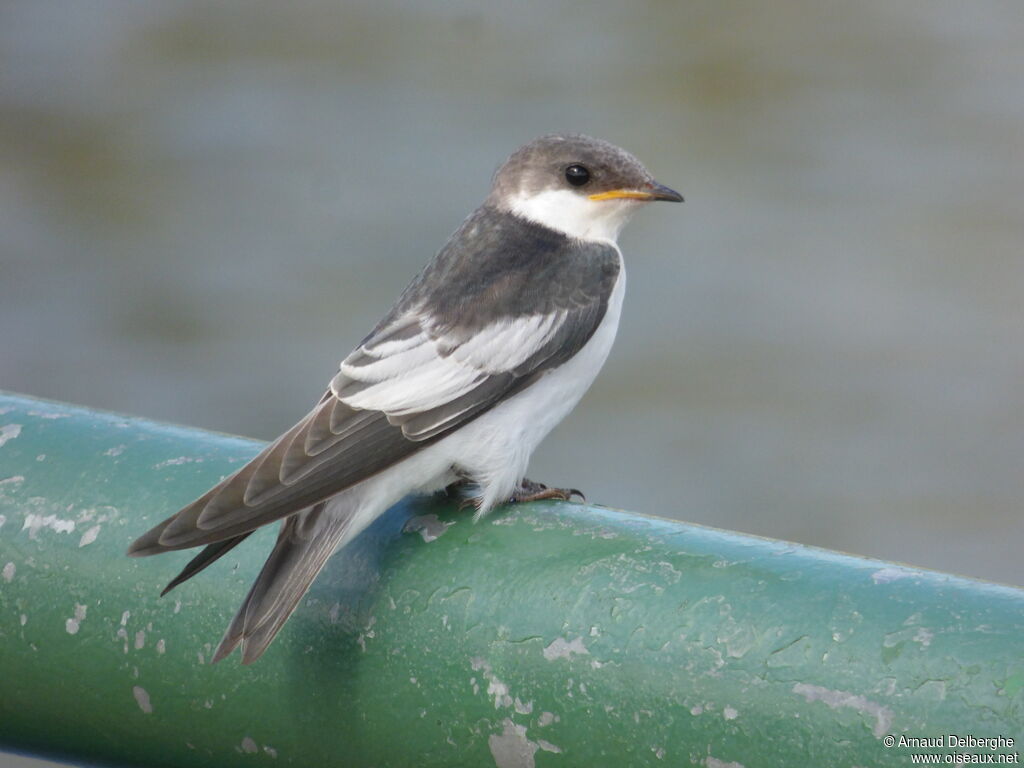 White-winged Swallow