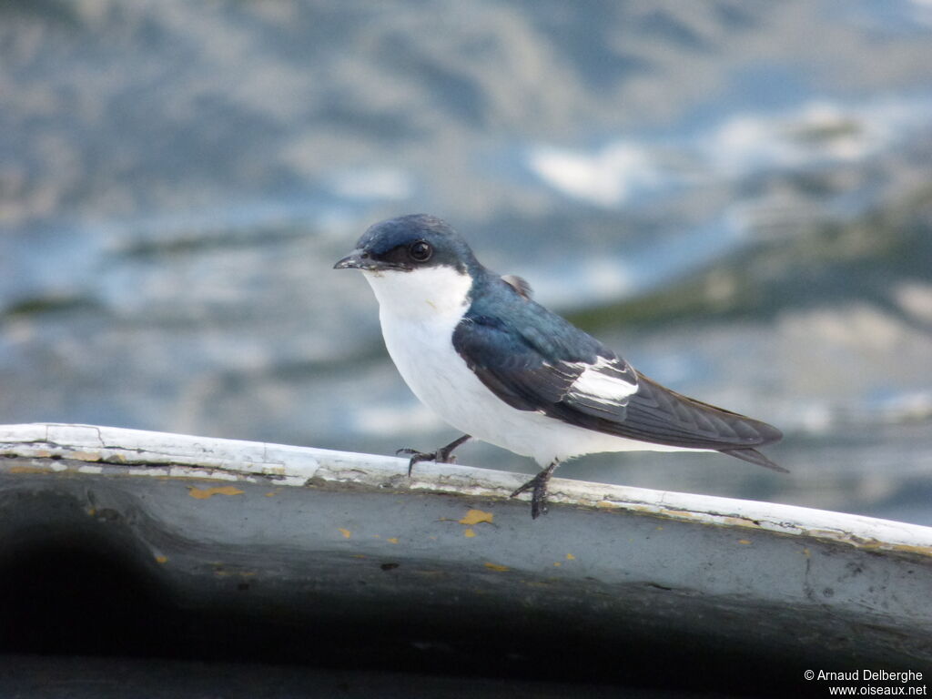 White-winged Swallow