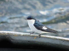 White-winged Swallow