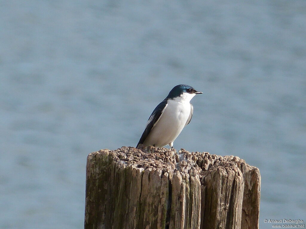 White-winged Swallow