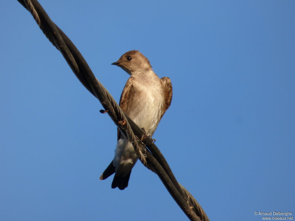 Northern Rough-winged Swallow