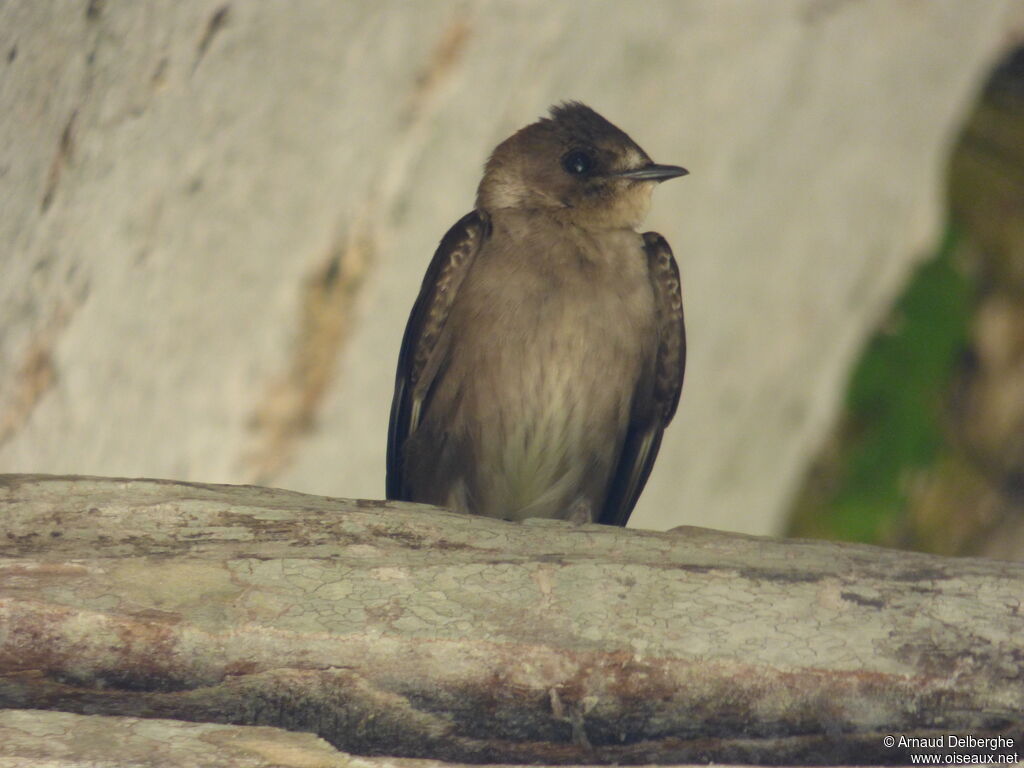 Hirondelle à ailes hérissées