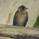 Hirondelle à ailes hérissées