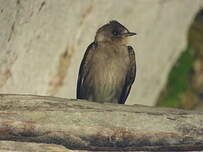 Hirondelle à ailes hérissées