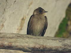 Northern Rough-winged Swallow