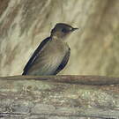 Hirondelle à ailes hérissées