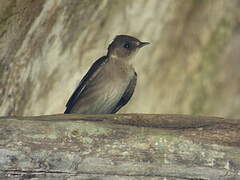 Northern Rough-winged Swallow