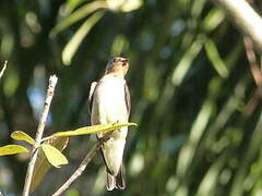 Southern Rough-winged Swallow