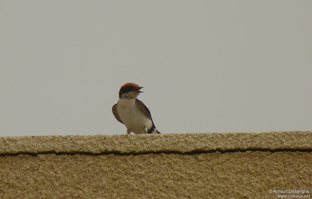 Hirondelle à longs brins