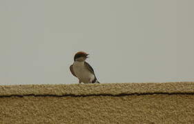 Wire-tailed Swallow