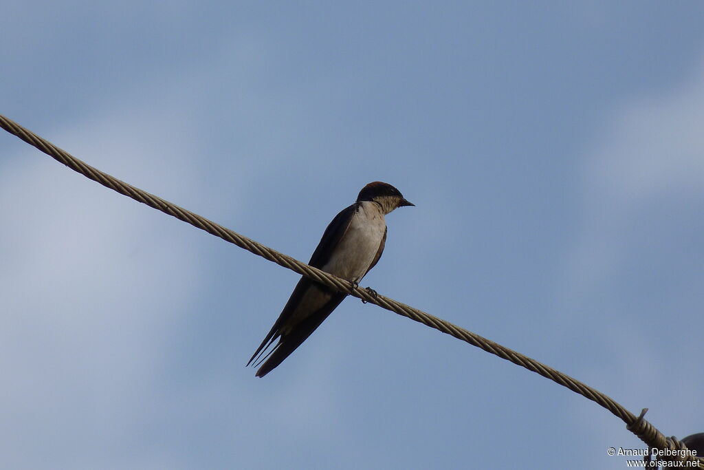 Hirondelle à longs brins