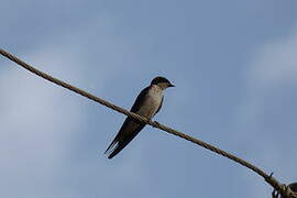 Wire-tailed Swallow