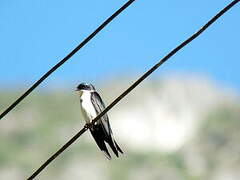 Blue-and-white Swallow