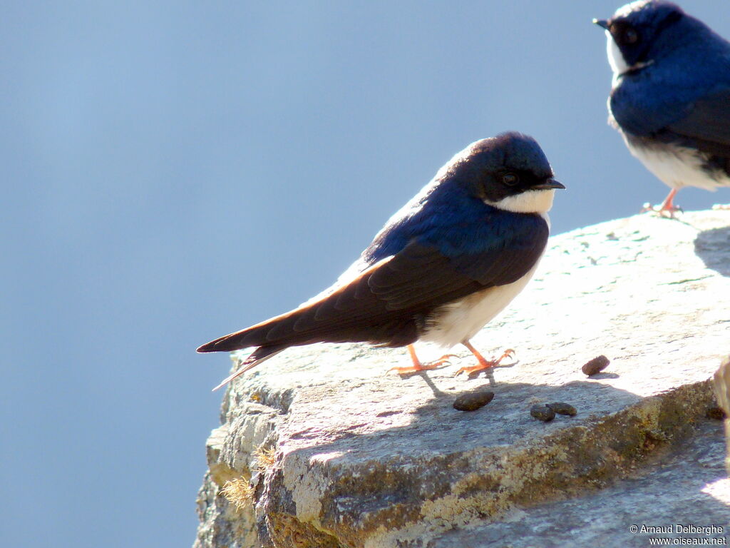 Blue-and-white Swallow