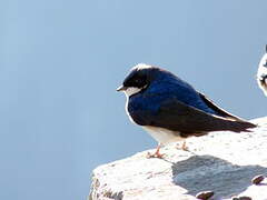 Blue-and-white Swallow