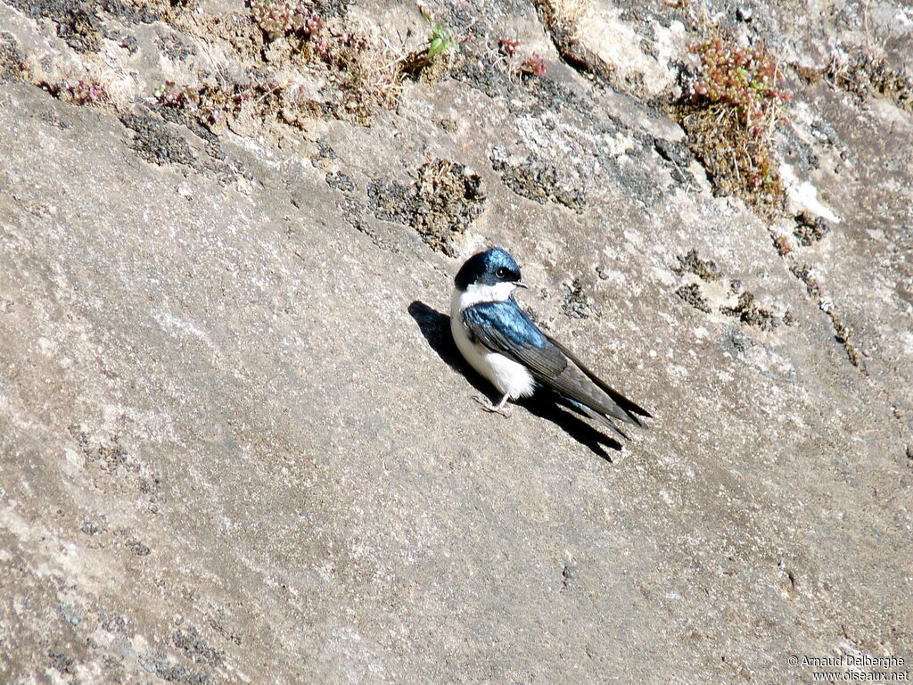 Blue-and-white Swallow