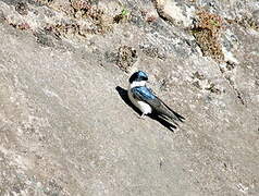 Blue-and-white Swallow