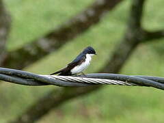 Blue-and-white Swallow