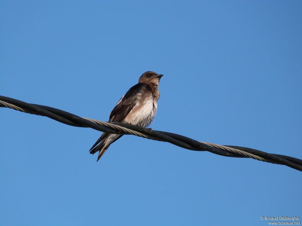 Grey-breasted Martin