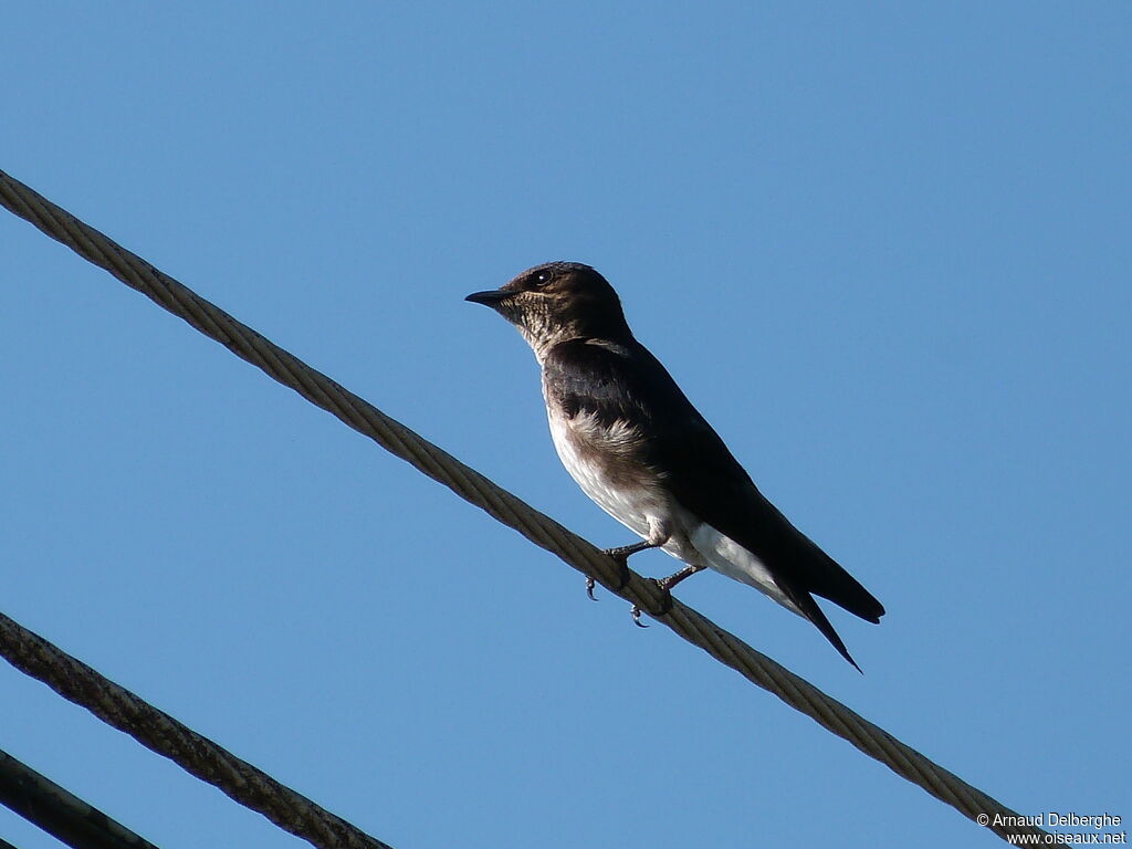 Grey-breasted Martin