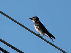 Grey-breasted Martin